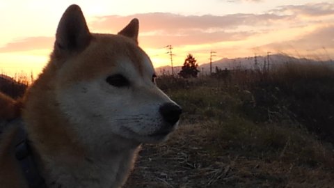 どんぎゅうライフ